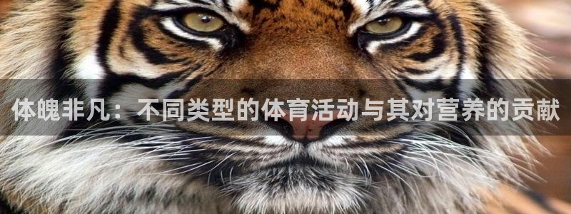 v体育入口官网